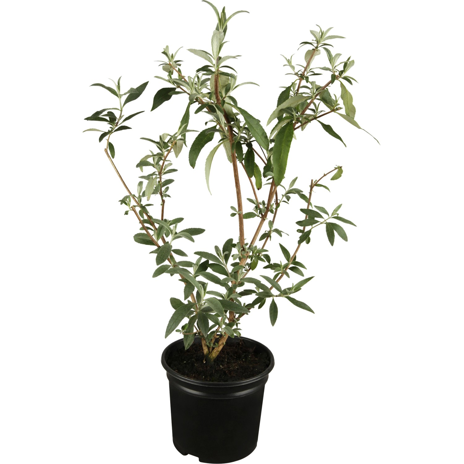 OBI Sommerflieder Rosa Höhe ca. 10 - 20 cm Topf ca. 3 l Buddleja OBI Sommerflieder Rosa Höhe ca. 10 - 20 cm Topf ca. 3 l Buddleja von GROW by OBI