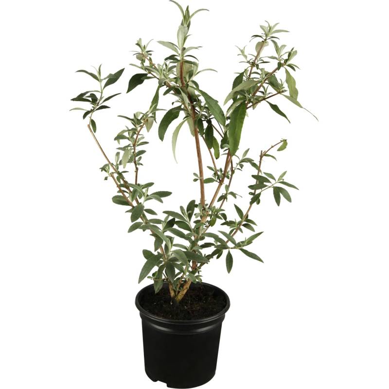 OBI Sommerflieder Rosa Höhe ca. 10 - 20 cm Topf ca. 3 l Buddleja von GROW by OBI