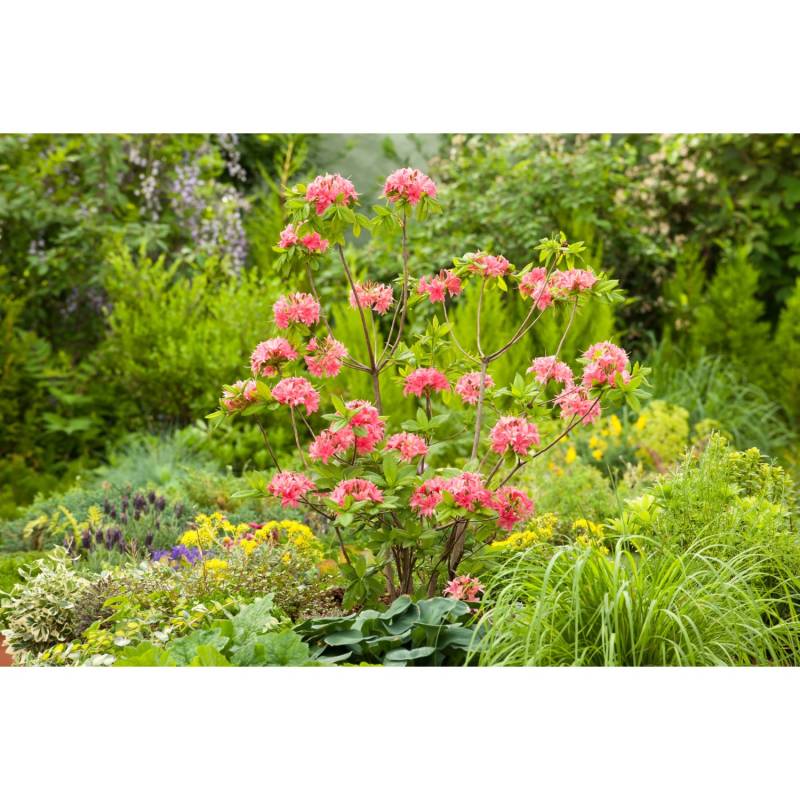 OBI Sommergrüne Azalee Homebush Pink Höhe ca. 20 - 30 cm Topf ca. 5 l Azalea von GROW by OBI