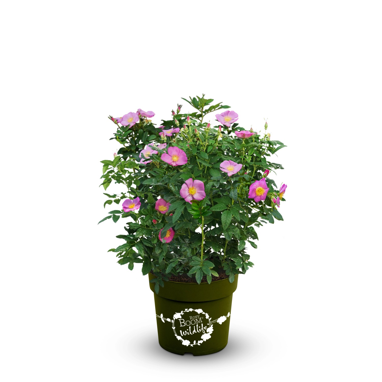 OBI Strauchrose Rosy Boom ® Wildlife Rosa Höhe ca. 20 - 30 cm Topf ca. 6 l von GROW by OBI