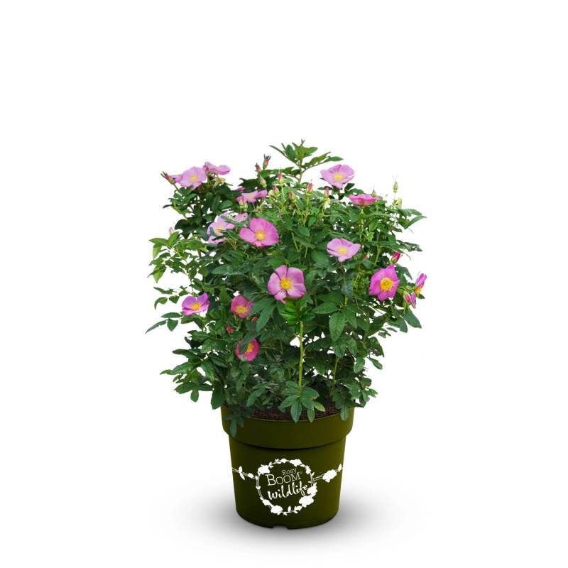 OBI Strauchrose Rosy Boom ® Wildlife Rosa Höhe ca. 20 - 30 cm Topf ca. 6 l von GROW by OBI