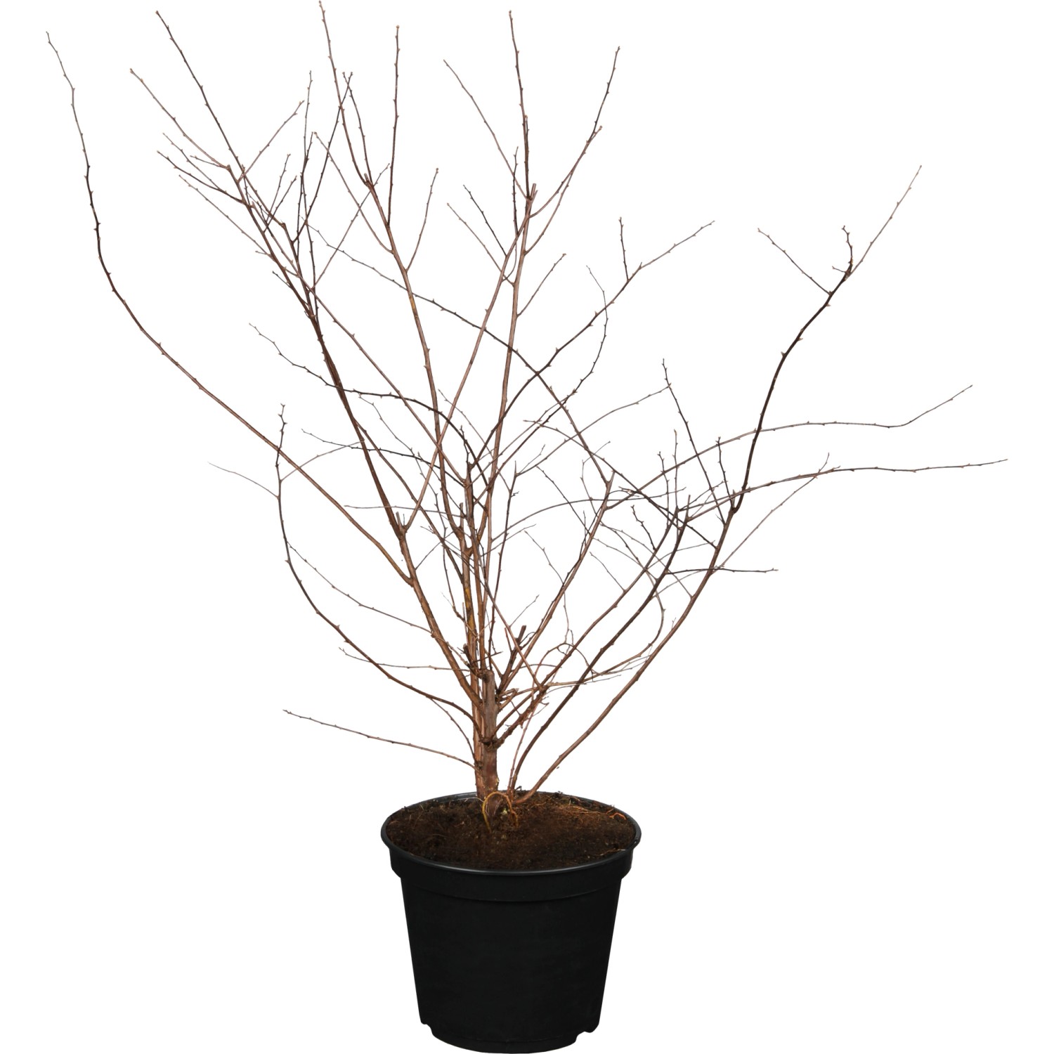 OBI Strauchspiere Snowmound Höhe ca. 40 - 60 cm Topf ca. 3,5 l Spiraea OBI Strauchspiere Snowmound Höhe ca. 40 - 60 cm Topf ca. 3,5 l Spiraea von GROW by OBI