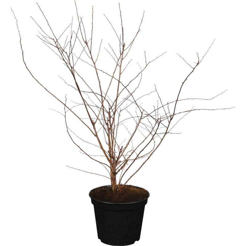 OBI Strauchspiere Snowmound Höhe ca. 40 - 60 cm Topf ca. 3,5 l Spiraea von GROW by OBI