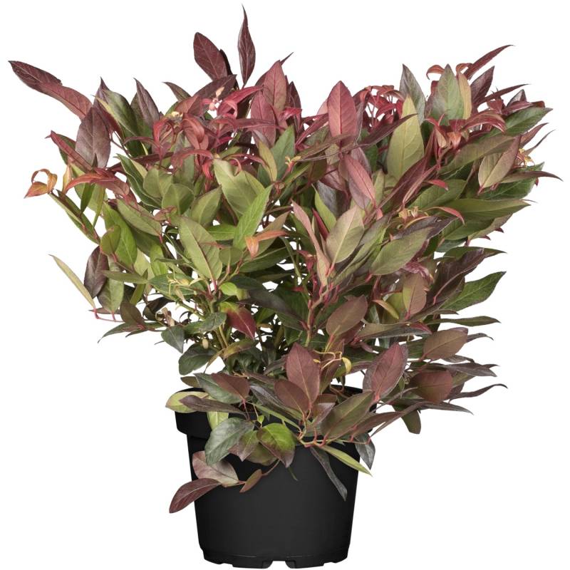 OBI Traubenheide Scarletta Weiß Höhe ca. 5 - 10 cm Topf ca. 2 l Leucothoe von GROW by OBI