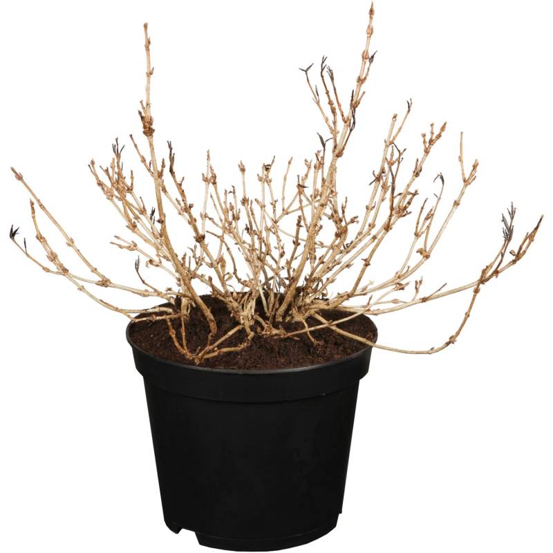 OBI Weigelie Monet Rosa Höhe ca. 30 - 40 cm Topf ca. 3 l Weigelia florida von GROW by OBI