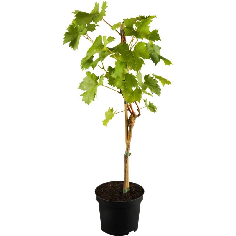OBI Weinrebe Blau Höhe ca. 20 - 30 cm Topf ca. 3 l Vitis von GROW by OBI