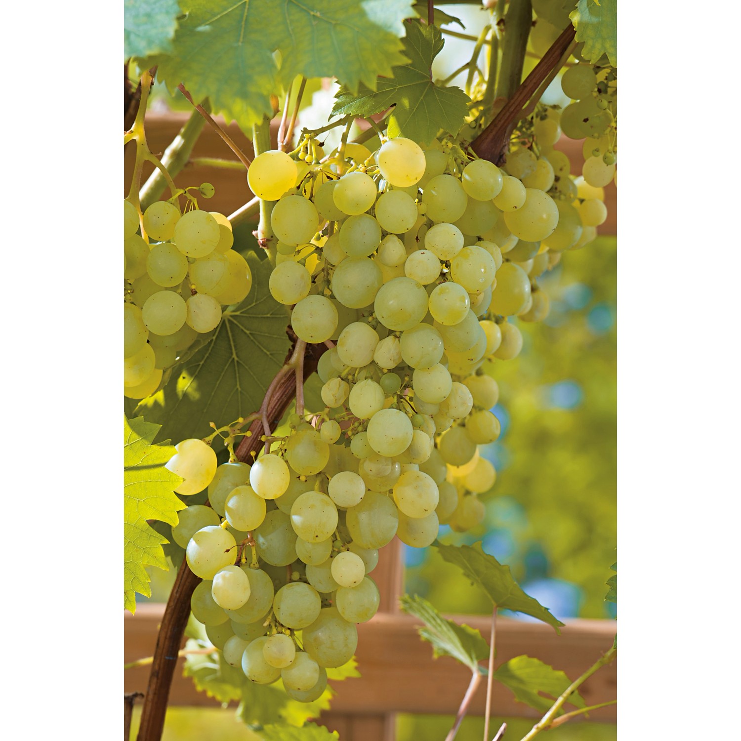 OBI Weinrebe Hellgelb Höhe ca. 20 - 30 cm Topf ca. 3 l Vitis OBI Weinrebe Hellgelb Höhe ca. 20 - 30 cm Topf ca. 3 l Vitis von GROW by OBI