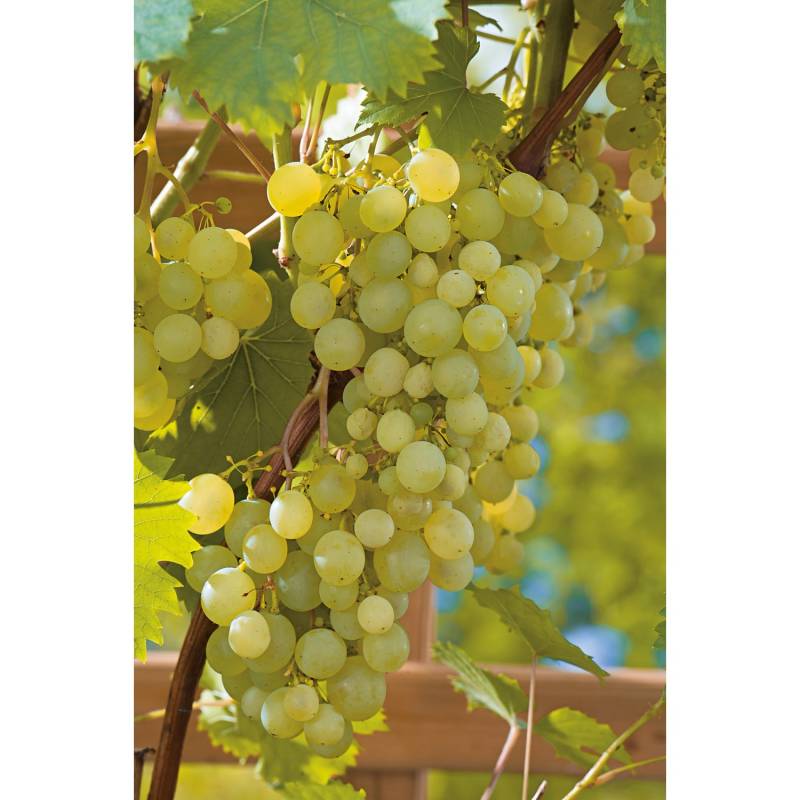 OBI Weinrebe Hellgelb Höhe ca. 20 - 30 cm Topf ca. 3 l Vitis von GROW by OBI