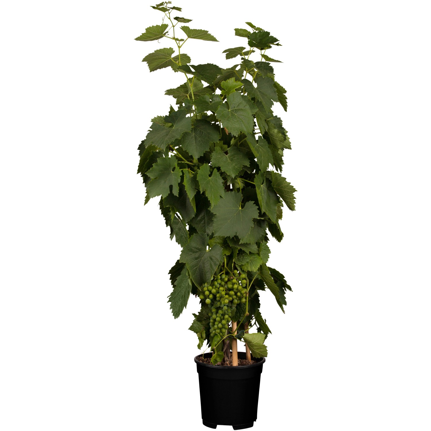 OBI Weinrebe Hellgelb Höhe ca. 20 - 30 cm Topf ca. 3 l Vitis von GROW by OBI