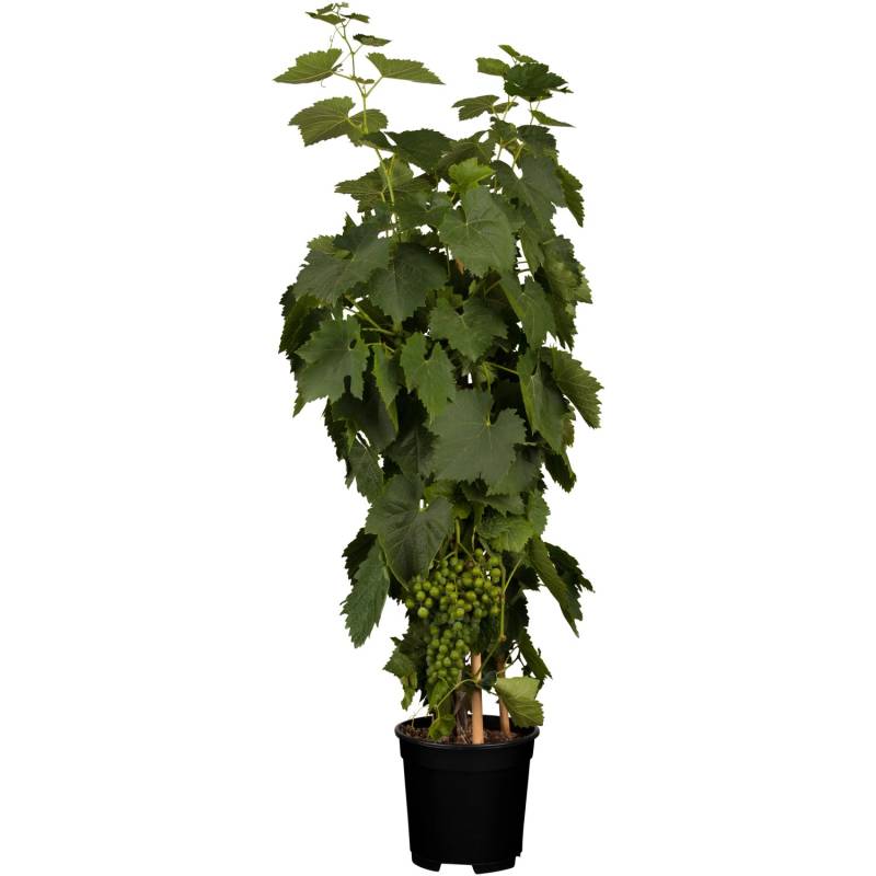 OBI Weinrebe Hellgelb Höhe ca. 20 - 30 cm Topf ca. 3 l Vitis von GROW by OBI