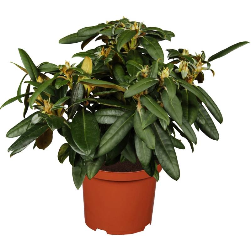 OBI Yaku-Rhododendron Golden Torch Grün Höhe ca. 20 - 30 cm Topf ca. 5 l von GROW by OBI