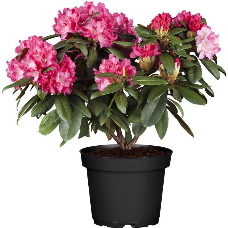 OBI Yaku-Rhododendron Percy Wiseman Höhe ca. 20 - 30 cm Topf ca. 5 l Rhododend von GROW by OBI
