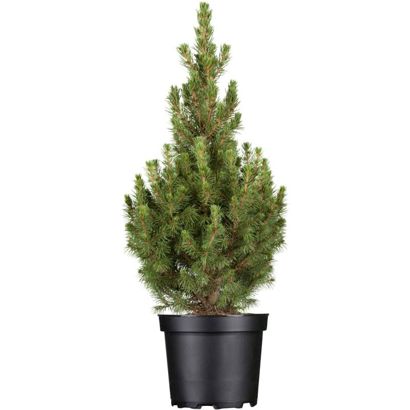 OBI Zuckerhutfichte Conica Höhe ca. 20 - 30 cm Topf ca. 2 l Picea OBI Zuckerhutfichte Conica Höhe ca. 20 - 30 cm Topf ca. 2 l Picea von GROW by OBI