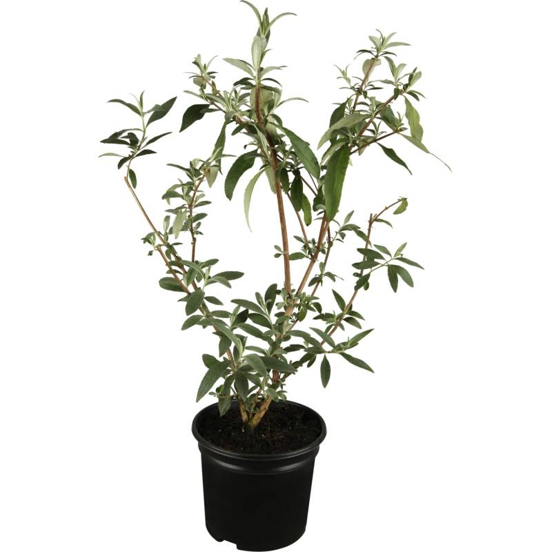 OBI Zwerg-Sommerflieder Buzz Violett Höhe ca. 20 - 40 cm Topf ca. 3 l Buddleja von GROW by OBI