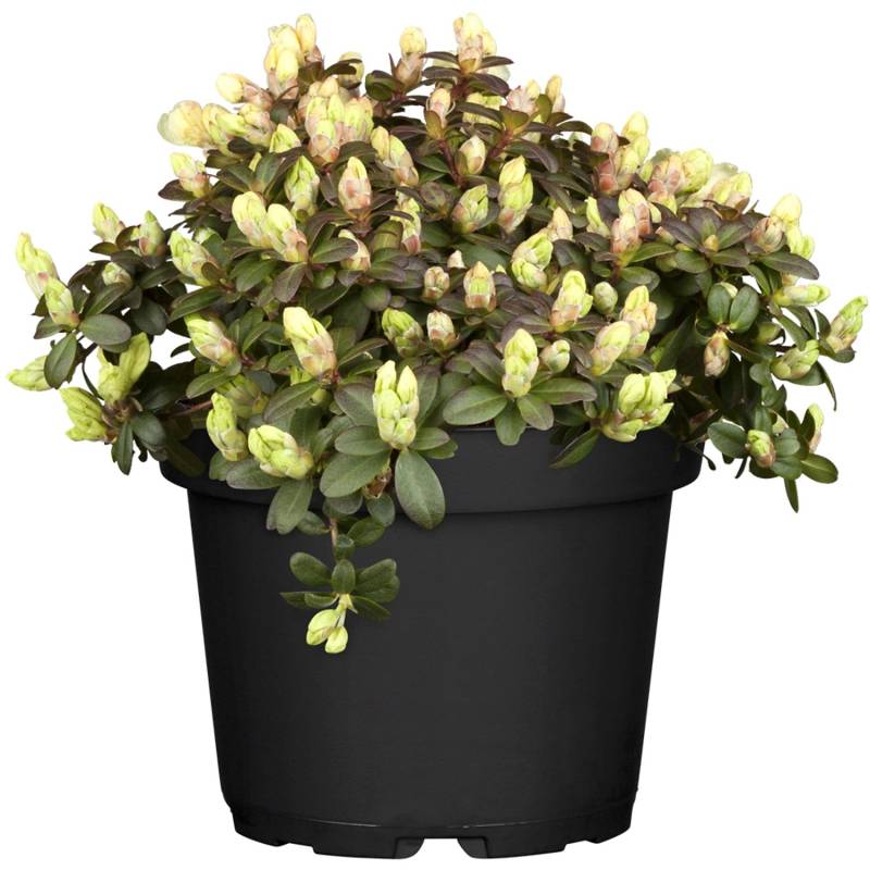 OBI Zwergalpenrose Wren Gelb Höhe ca. 5 - 10 cm Topf ca. 2 l Rhododendron von GROW by OBI