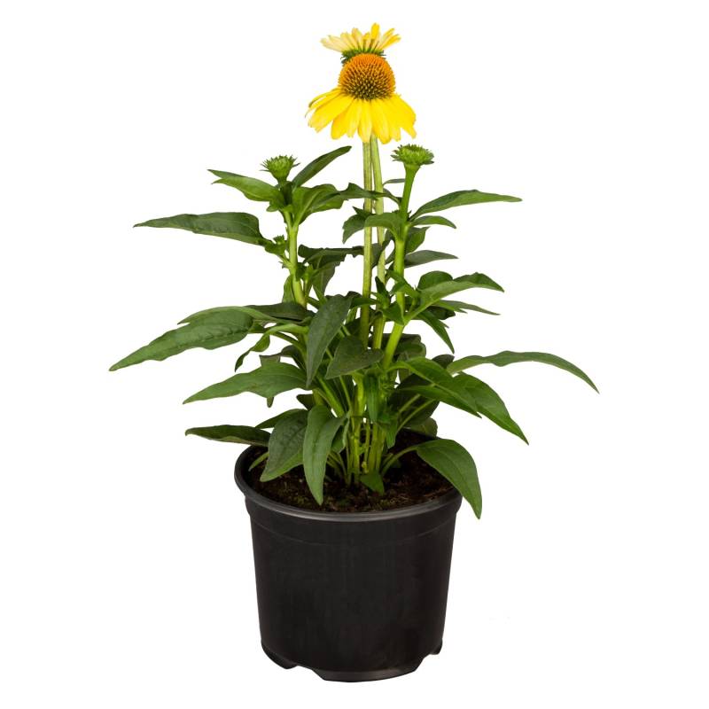 Purpursonnenhut Gelb Topf-Ø ca. 13 cm Echinacea purpurea von GROW by OBI