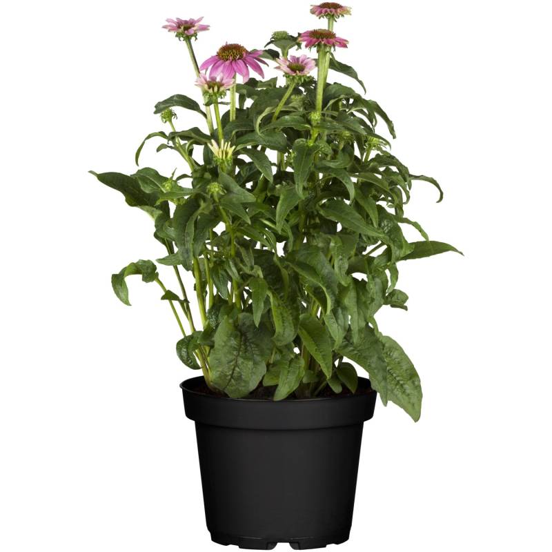 Purpursonnenhut Rosa Topf-Ø ca. 13 cm Echinacea purpurea von GROW by OBI