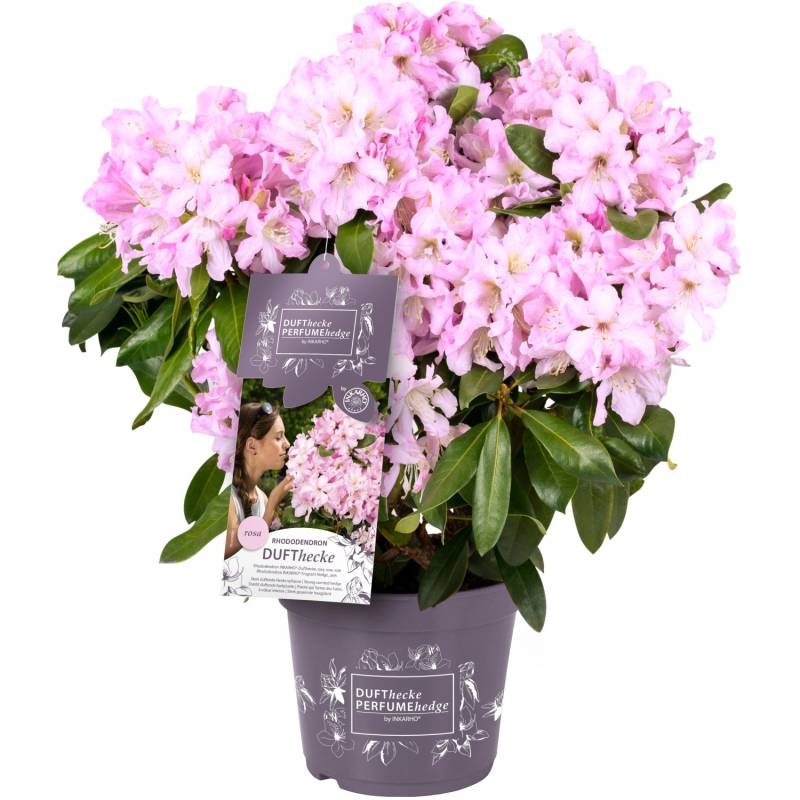 Rhododendron Inkarho-Dufthecke Topf ca. 5 l Rhododendron Hybride von GROW by OBI