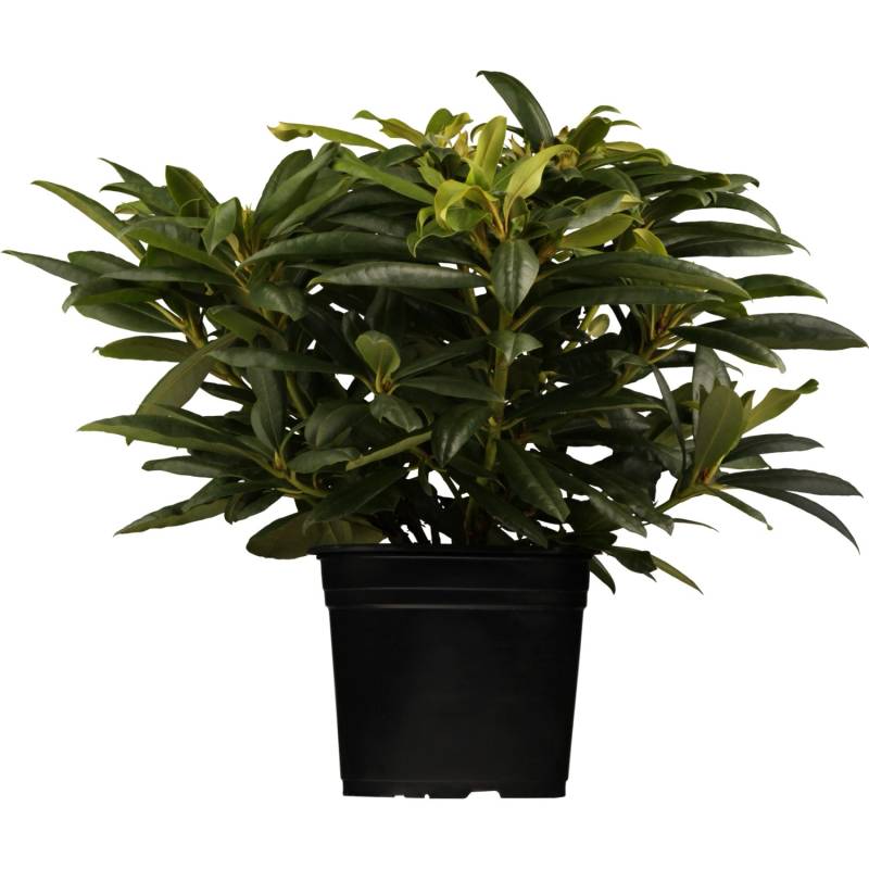 Rhododendron Tamarindos Dunkelviolett Höhe ca. 30 - 40 cm Topf ca. 5 l von GROW by OBI
