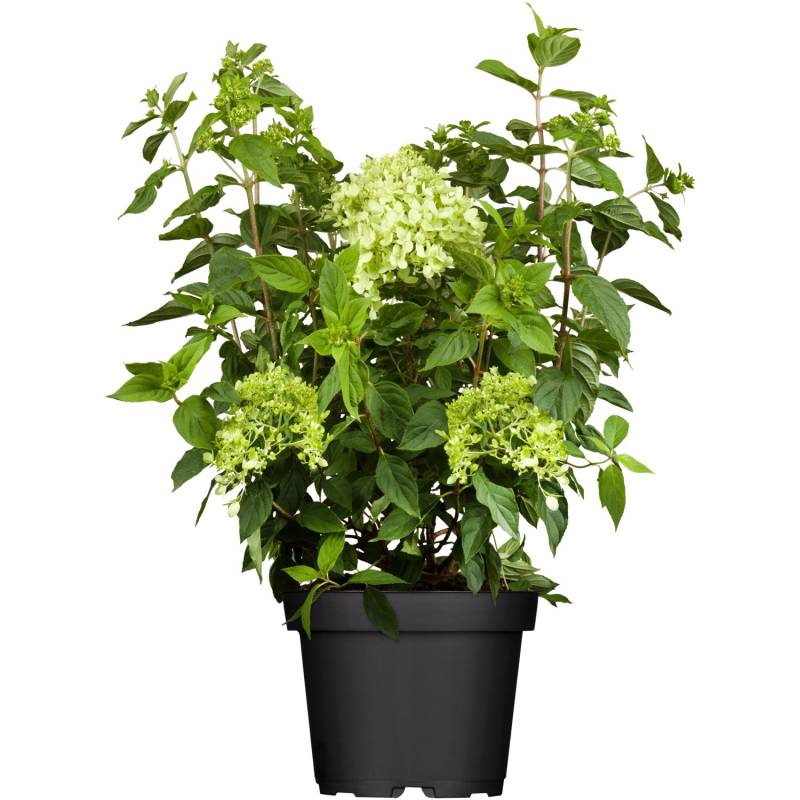 Rispenhortensie Limelight Weiß Höhe ca. 40 - 50 cm Topf ca. 5 l Hydrangea von GROW by OBI