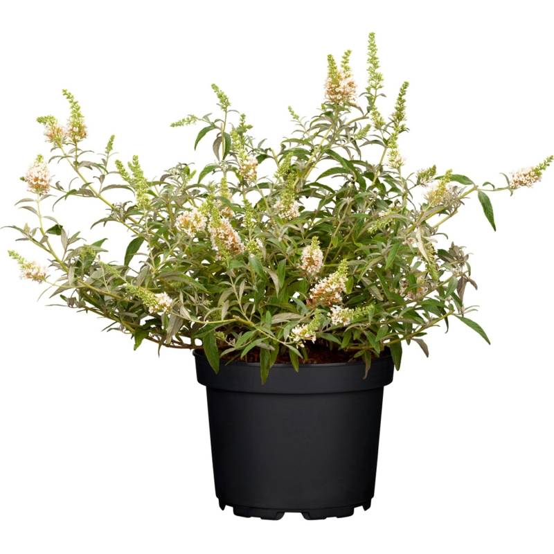 Sommerflieder Cremefarbene Blüten Topf-Ø ca. 19 cm Buddleja Berries & Cream von GROW by OBI