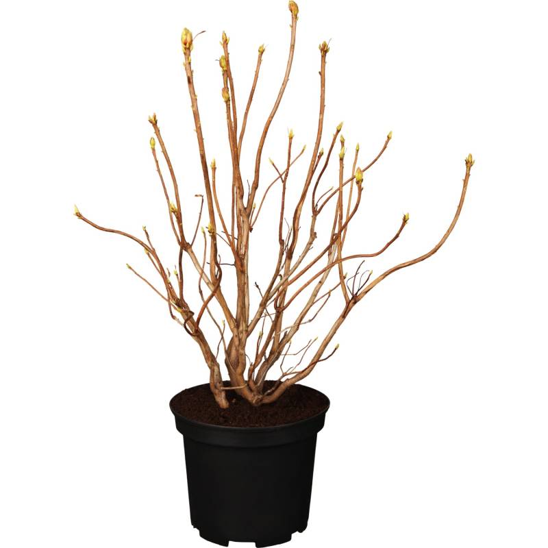 Sommergrüne Azalee Nabucco Rot Höhe 40 - 50 cm Topf ca. 5 l Azalea von GROW by OBI