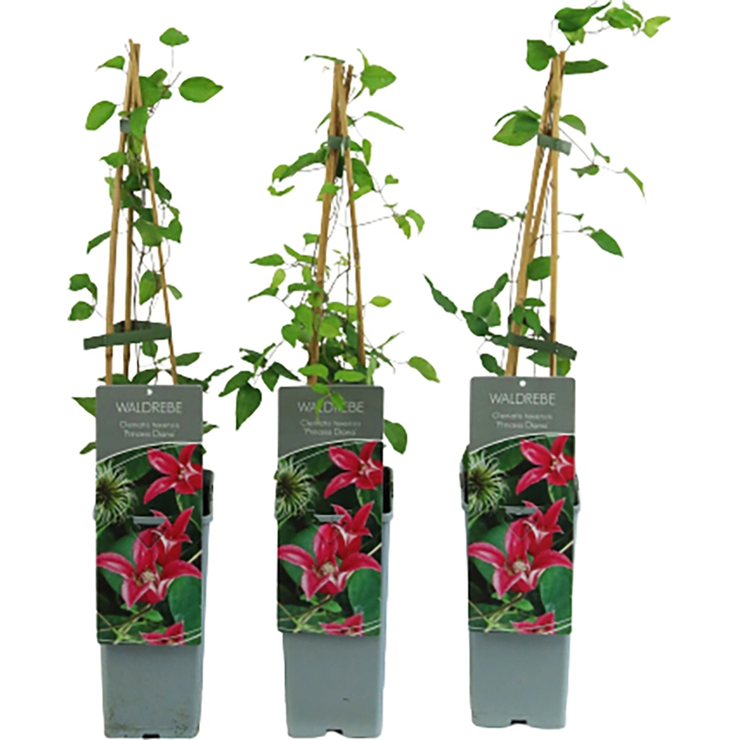 Texas-Waldrebe Princess Diana Höhe ca. 40-60 cm Topf ca. 2 l Clematis texensis Texas-Waldrebe Princess Diana Höhe ca. 40-60 cm Topf ca. 2 l Clematis texensis von GROW by OBI