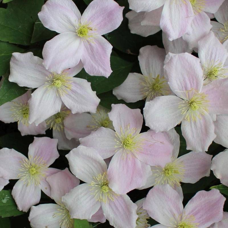 Waldrebe Mayleen Rosa Höhe ca. 40 - 60 cm Topf-Ø ca. 17 cm Clematis montana von GROW by OBI