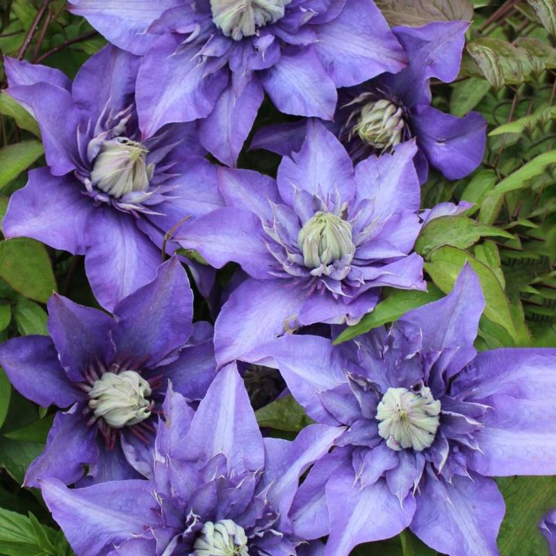 Waldrebe Multi Blue Blau Höhe ca. 40-60 cm Topf-Ø ca. 17 cm Clematis Hybride von GROW by OBI
