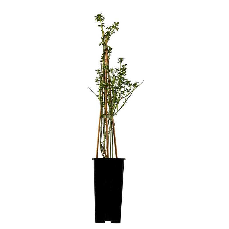 Winter-Jasmin Gelb Höhe ca. 30 - 40 cm Topf ca. 2 l Jasminum von GROW by OBI