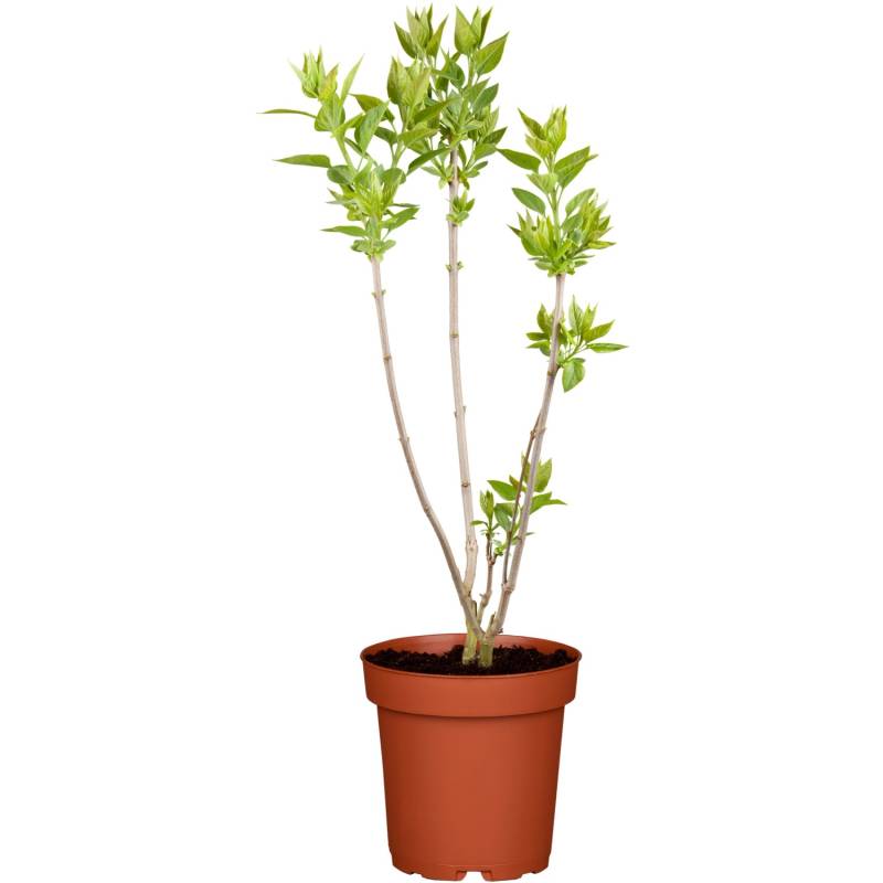 Zwerg-Duftflieder Tinkerbelle Rosa Höhe ca. 50 - 60 cm Topf ca. 3,5 l Syringa von GROW by OBI