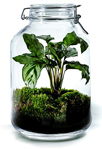 Growing Concepts DIY Nachhaltiges Ökosystem Flaschengarten Einmachglas 5L - Calathea - H28xØ18cm von GROWING CONCEPTS BE DIFFERENT