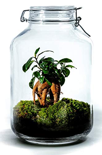 Growing Concepts DIY Nachhaltiges Ökosystem Flaschengarten Einmachglas 5L - Ficus Ginseng - H28xØ18cm von GROWING CONCEPTS BE DIFFERENT