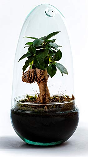 Growing Concepts DIY Nachhaltiges Ökosystem om Glas - Flaschengarten Egg Medium - Ficus Ginseng - H25xØ12cm von GROWING CONCEPTS BE DIFFERENT