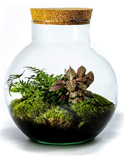 Growing Concepts - Ökosystem zum Selbermachen, nachhaltig, kugelförmig, aus Kork, Botanischer Mix – Höhe 30 x Ø 18 cm von GROWING CONCEPTS BE DIFFERENT