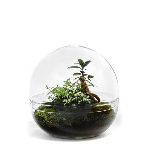 Öko Flaschengarten - Biodome - 2 botanische und 1 Ficus-Ginseng-Pflanze - ? 30cm / ø30cm von GROWING CONCEPTS BE DIFFERENT