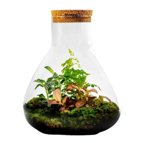 Planten Terrarium DIY Pakket: Erlenmeyer Large Botanical l 30cm | Ecosysteem Plant in Glazen Pot | Growing Concepts Planten Terrarium DIY Pakket: Erlenmeyer Large Botanical l 30cm | Ecosysteem Plant in Glazen Pot | Growing Concepts von GROWING CONCEPTS BE DIFFERENT