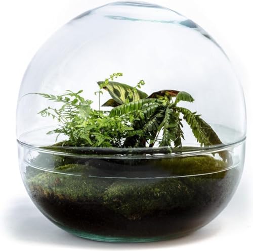 Biodome Biophytum Flaschengarten - Kuppelförmiges Glas-Flaschengarten mit Mini-Palme für tropisches Flair Biodome Biophytum Flaschengarten - Kuppelförmiges Glas-Flaschengarten mit Mini-Palme für tropisches Flair von GROWING CONCEPTS