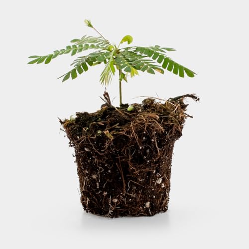 Biophytum - Elegante Mini-Palme mit feingliedrigen Blättern und zarten Blüten für eine stilvolle Raumgestaltung Biophytum - Elegante Mini-Palme mit feingliedrigen Blättern und zarten Blüten für eine stilvolle Raumgestaltung von GROWING CONCEPTS