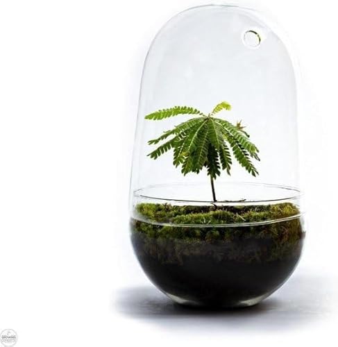Egg Biophytum Sensitivum Flaschengarten - Autarkes Mini-Tropenparadies für Zuhause mit faszinierender Mini-Palme von GROWING CONCEPTS