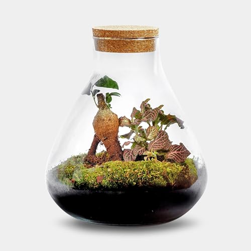 Erlenmeyer M Bonsai – 20 cm Nachhaltiges Flaschengarten aus Recyceltem Glas mit Korkverschluss – Elegante Pflanzen-Deko für Umweltbewusste von GROWING CONCEPTS
