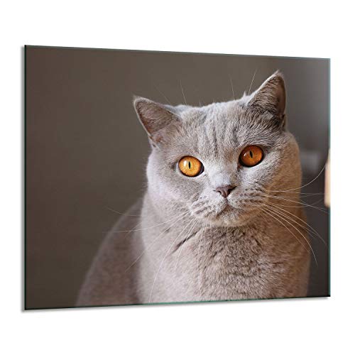 Herdabdeckplatten Ceranfeldabdeckung Spritzschutz Glas 60x52 Katze von GSC