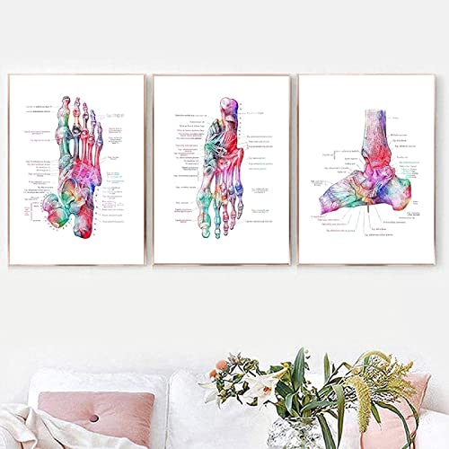 GSHRED Set Der Bild Auf Leinwand FüßE Abstraktes Skelett Aquarell Wandposter Fuß Knochen Klinische Anatomie Der Medizin Medizinische Praxis Dekor Rahmenlos 60×80cm×3pcs von GSHRED