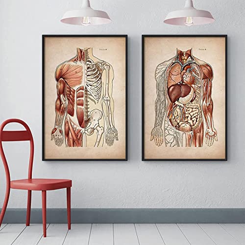 Vintage-Wandkunst, Muskelbild, Skelett, Organsystem, Leinwanddruck, Malerei, Anatomie, medizinische Klinik, Körperbildung, Poster, rahmenlos, 60 x 80 cm, 2 Stück von GSHRED