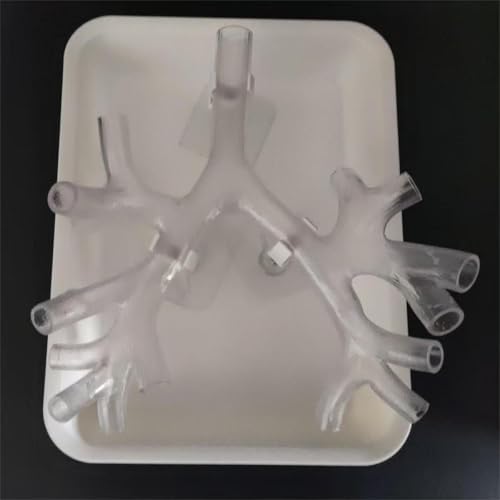 Bronchoskopie-Trainingsmodell,Bronchialmodell Stufe 3 Bronchoskop-Bronchialbaum-Anatomiemodell Faserbronchial-Set Für die ärztliche Ausbildung,die Ausbildung (Transparent) von GSJDKN