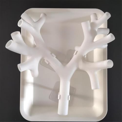 Bronchoskopie-Trainingsmodell,Bronchialmodell Stufe 3 Bronchoskop-Bronchialbaum-Anatomiemodell Faserbronchial-Set Für die ärztliche Ausbildung,die Ausbildung (White) von GSJDKN