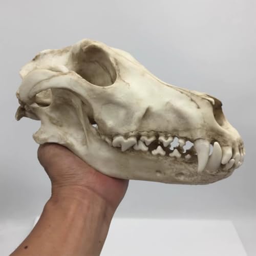 Hochrealistisches Tierschädelmodell Lebensechtes Wolfsschädelmodell Lebensgroß Wolfsschädel Kunstharz Handgefertigte Replik Abnehmbare Ober- und Unterzähne Wolfsschädelkopfmodell für Veterinärme Hochrealistisches Tierschädelmodell Lebensechtes Wolfsschädelmodell Lebensgroß Wolfsschädel Kunstharz Handgefertigte Replik Abnehmbare Ober- und Unterzähne Wolfsschädelkopfmodell für Veterinärme von GSJDKN
