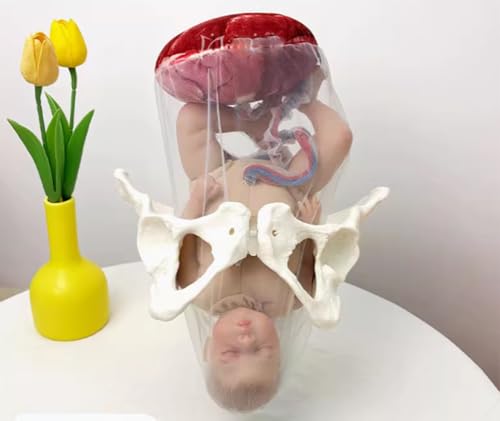 Weibliches Geburtshilfe- Becken Puppe Modell Hebammen Ausbildungs- Modell,Geburts- Modell,Hüftmodell Fetal mit Puppe/Nabelschnur/Amnion/Plazenta/Becken von GSJDKN