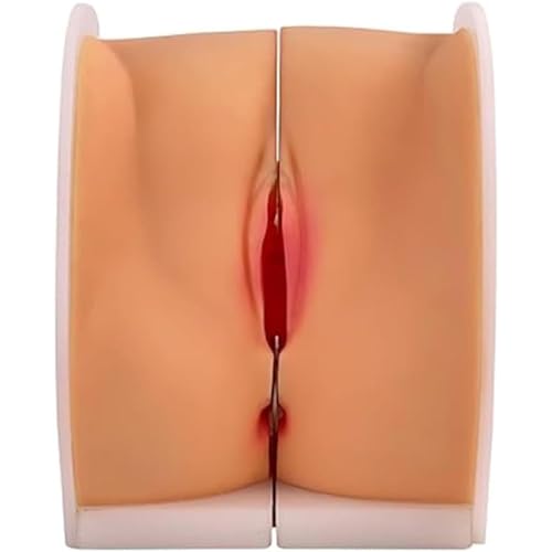 Weibliches Gynäkologisches Modell Reproduktionssystem Privates Anatomiemodell IUD-Trainingsmodell zum Verständnis der Struktur und Funktion des weiblichen Reproduktionssystems Weibliches Gynäkologisches Modell Reproduktionssystem Privates Anatomiemodell IUD-Trainingsmodell zum Verständnis der Struktur und Funktion des weiblichen Reproduktionssystems von GSJDKN