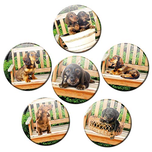 Magnete für Glasmagnettafel Dackel Blick extra stark 6er Hunde Deko Geschenk Set Tiere lustig für Frauen Freundin Kinder groß 50mm rund Bunt von GUMA Magneticum